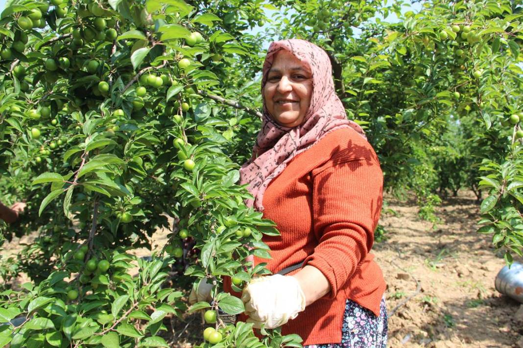 Sadece bu kentte yetişiyor: Kilosu 100 TL'den kapışılıyor! Hasat, bu yıl erken başladı 28